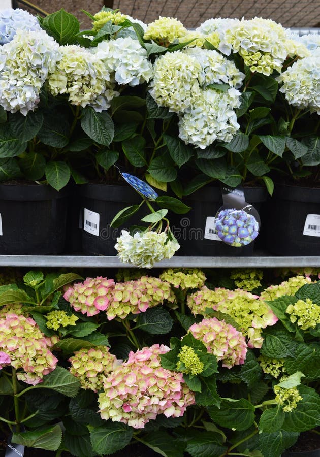 Hydrangea for Sale in Flower Shop Stock Image Image of flowers, sale
