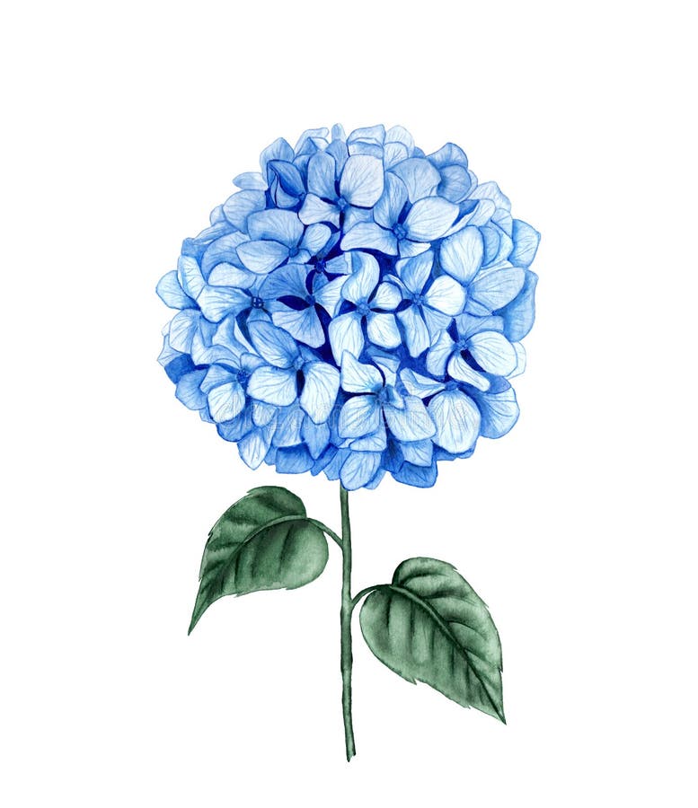 Hydrangea stem watercolor illustration. Blue summer flower isolated on a white background.