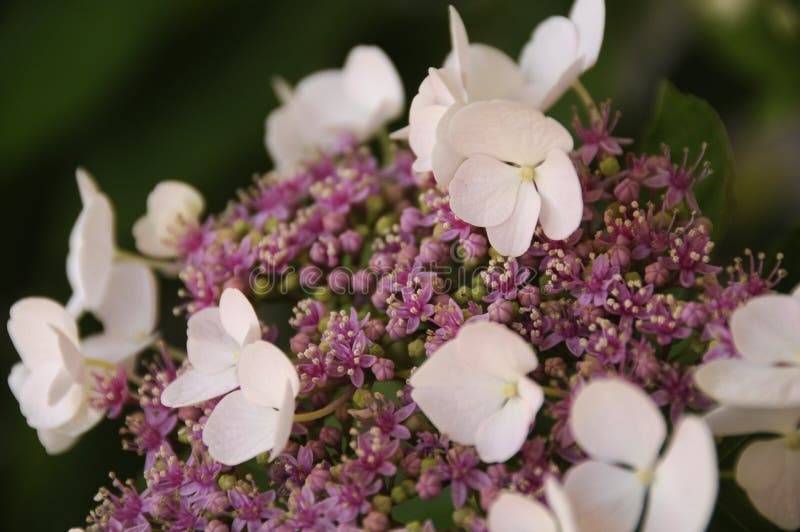 Hydrangea White Lace Cap Flowers Stock Photo Image of photograph, garden 101202138
