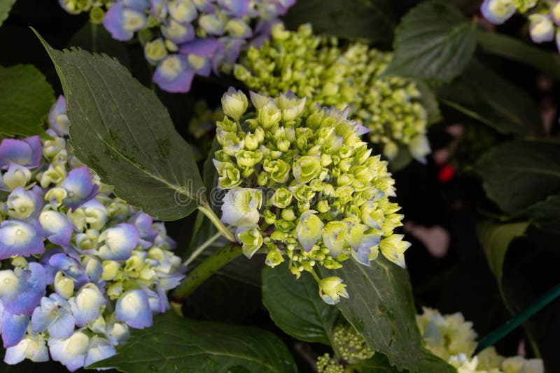 Hydrangea με τις μπλε, πράσινες ανθίσεις στοκ εικόνα Hydrangea με τις μπλε, πράσινες ανθίσεις στοκ εικόνα