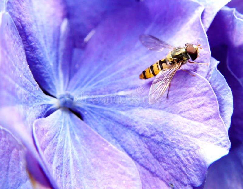 hydrangea, котор нужно задействовать стоковые изображения rf hydrangea, котор нужно задействовать стоковые изображения rf