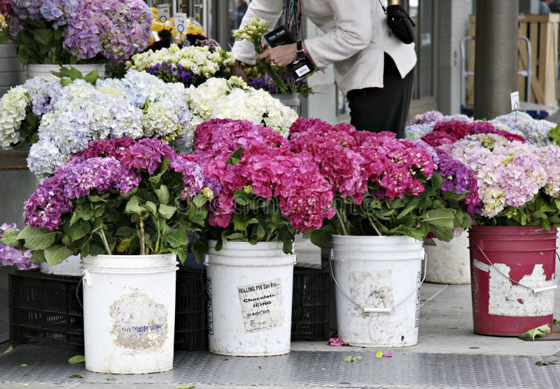 Hydrangeas al servizio dei coltivatori immagini stock libere da diritti Hydrangeas al servizio dei coltivatori immagini stock libere da diritti