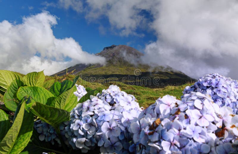 Hydrangeas in front of volcano Pico - Pico island, Azores Islands. Hydrangeas in front of volcano Pico - Pico island, Azores Islands