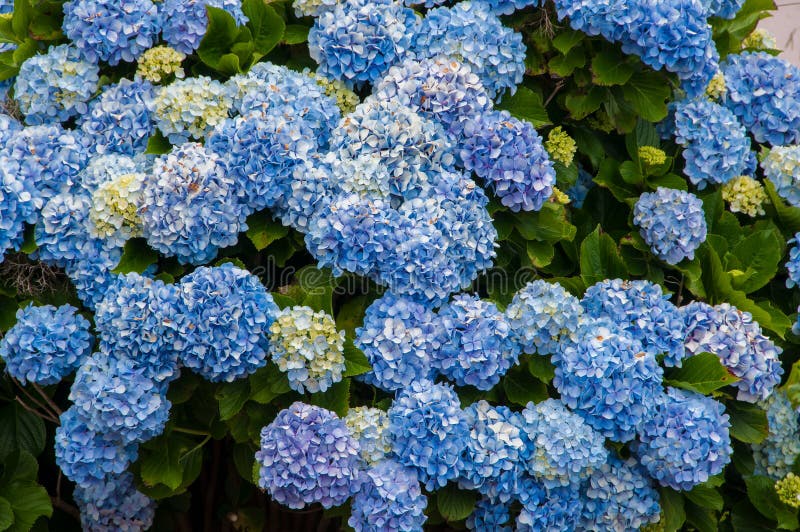 Hydrangeas are the Typical Flowers of the Azores Islands Stock Photo