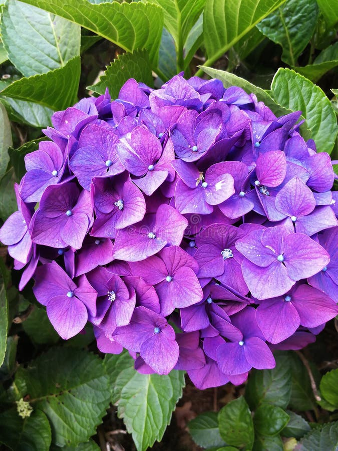 Hydrangeas are the Typical Flowers of the Azores Islands Stock Image