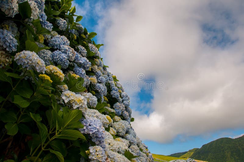 Hydrangeas are the Typical Flowers of the Azores Islands Stock Image