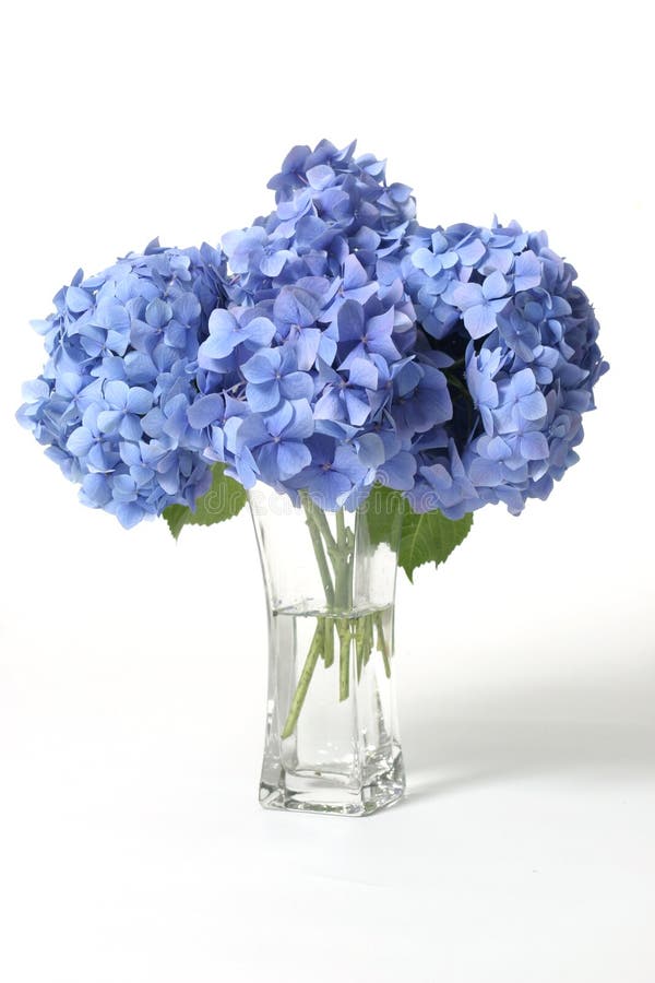 Hydrangeas In Vase Stock Image Image Of Water Blue Flora 460737,Whats An Infants Response In A Babinski Reflex