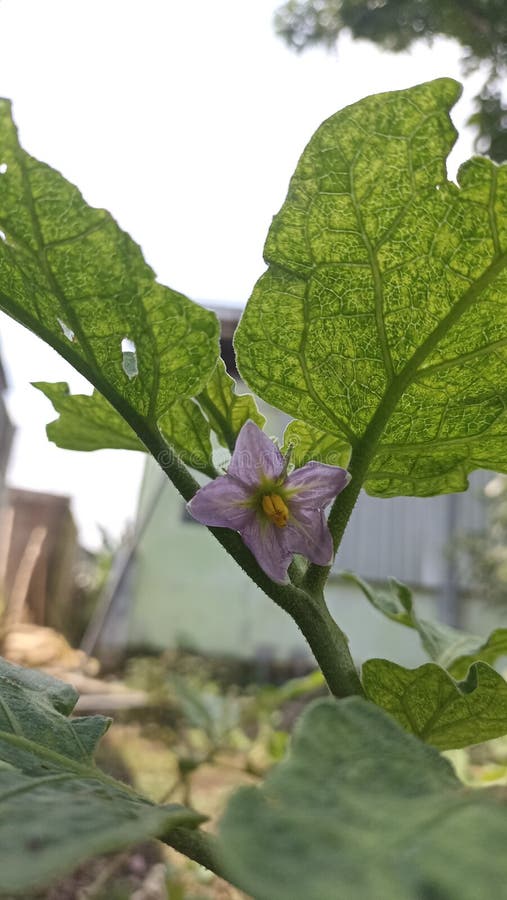 A Flowering Eggplant Tree Ready To Bear Fruit Stock Image Image of