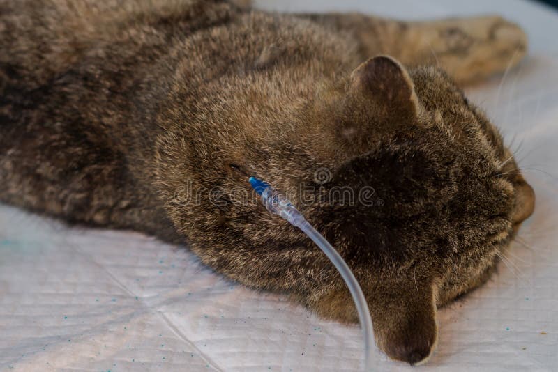 Hydratie van een kat door onderhuidse vloeistoffen te geven stock fotografie Hydratie van een kat door onderhuidse vloeistoffen te geven stock fotografie