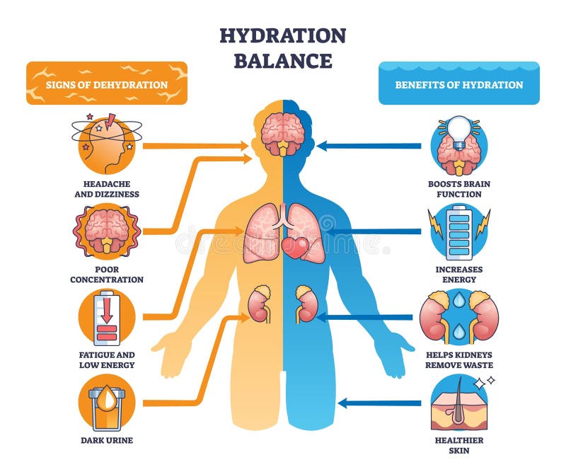 dehydration effects on kidneys and spine illustration