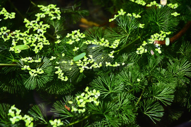 Hydrilla is a genus of aquatic plant