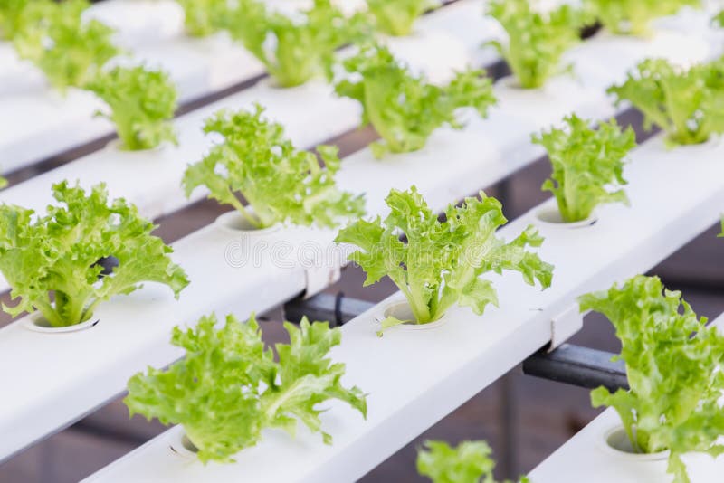 Hydrocultuurserre Organische groentensalade in hydrocultuurlandbouwbedrijf voor gezondheid, voedsel en landbouwconceptontwerp stock afbeeldingen Hydrocultuurserre Organische groentensalade in hydrocultuurlandbouwbedrijf voor gezondheid, voedsel en landbouwconceptontwerp stock afbeeldingen