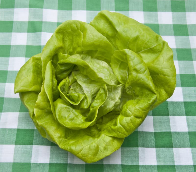 Hydroponic Bibb Lettuce stock photo. Image of plant, food 13441310