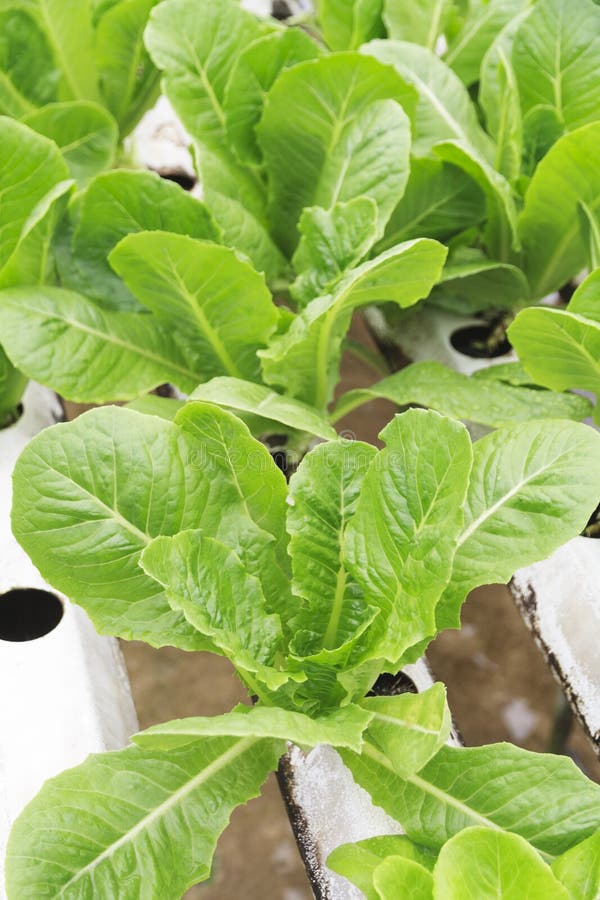 Hydroponic Butterhead Lettuce. Stock Image Image of farmland, farm