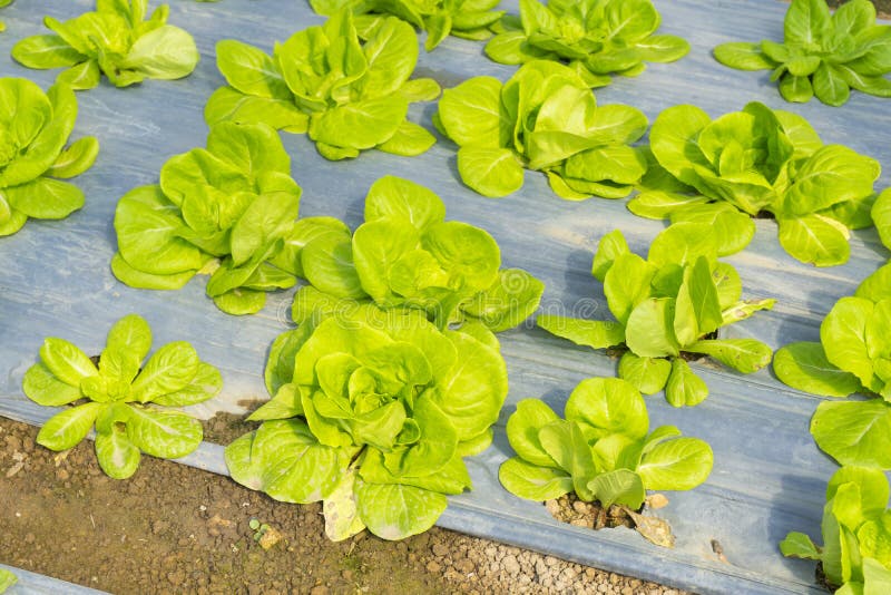 Butterhead lettuce farm stock photo. Image of hydroponics 16799086