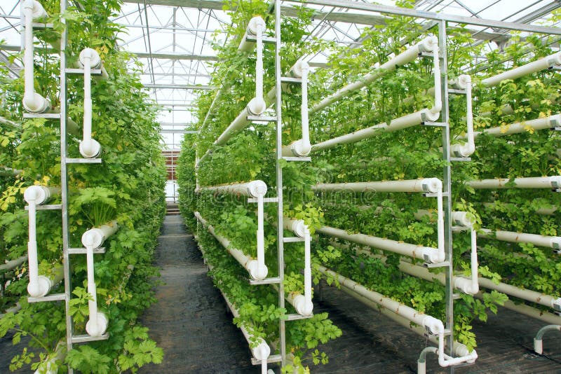 Hydroponic celery stock photo. Image of greenhouse, cultivated 45849922