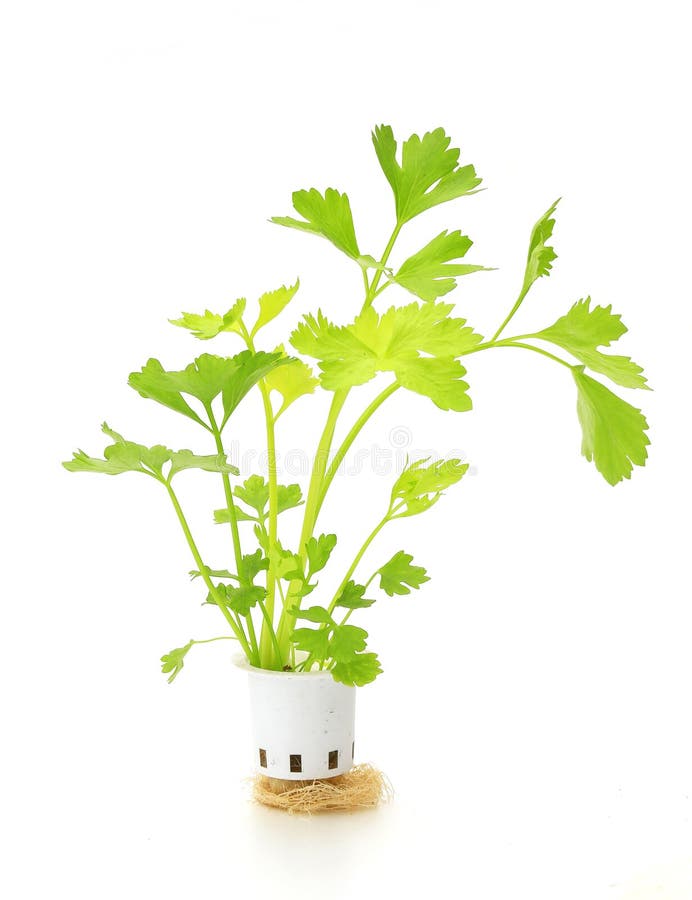 Celery Cultivation in a Plantation, China Stock Photo Image of