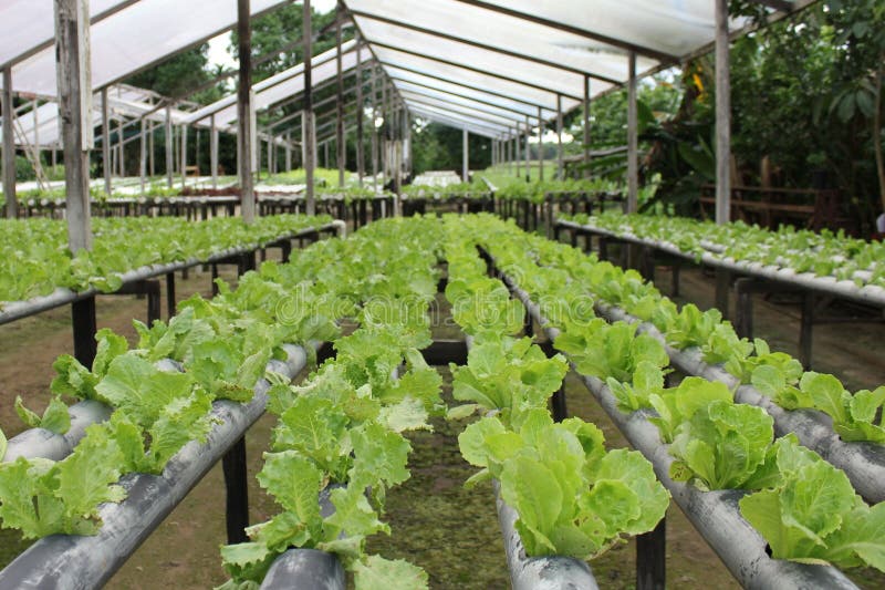 Hydroponic Cultivation of Lettuce Stock Photo Image of garden