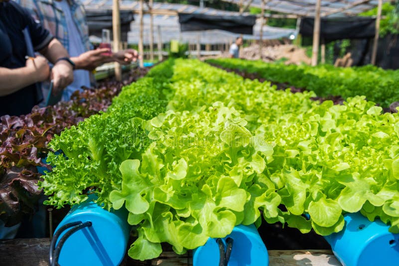 Hydroponic Farm Owner Checking PH of Water and Temperature