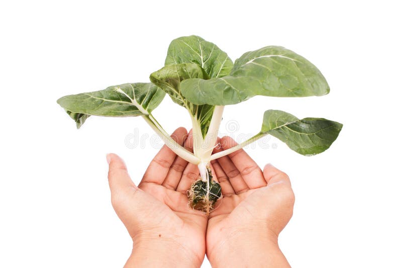 Hydroponic grönsak arkivbilder Hydroponic grönsak arkivbilder