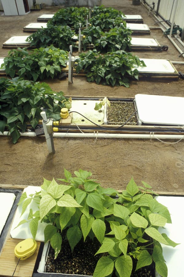 Hydroponic lantbruk på universitetet av Arizona den miljö- forskningslaboratoriet i Tucson, AZ fotografering för bildbyråer Hydroponic lantbruk på universitetet av Arizona den miljö- forskningslaboratoriet i Tucson, AZ fotografering för bildbyråer