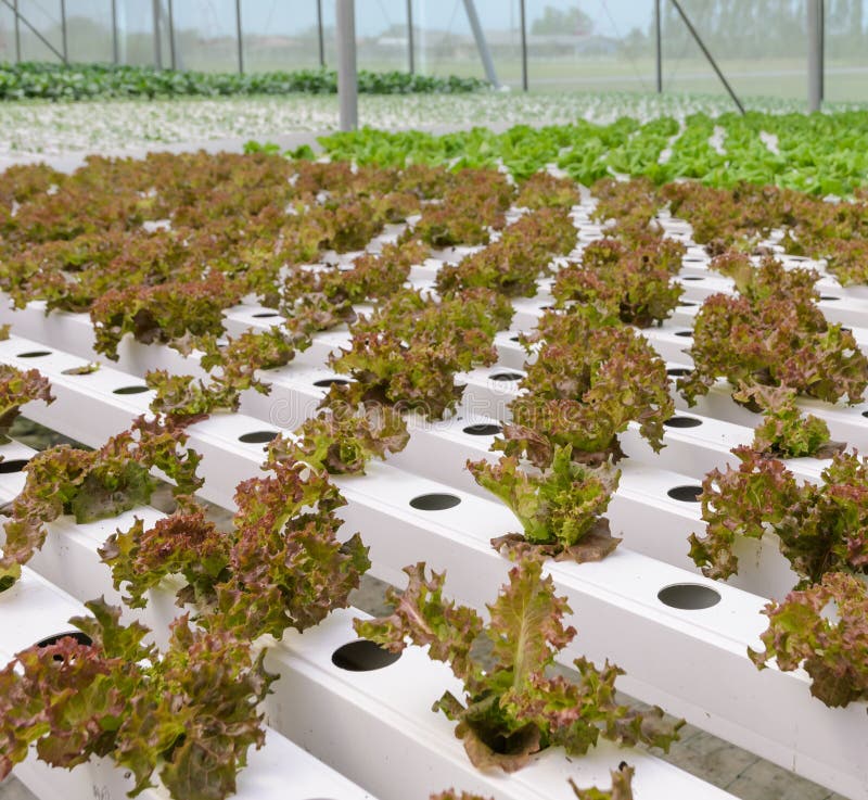Hydroponic Lettuce Leaf Vegetables Plantation Stock Image Image of