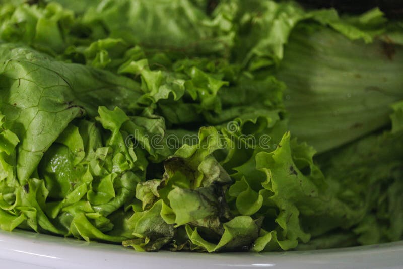 Hydroponic lettuce rotten stock photo. Image of fungi - 98122048