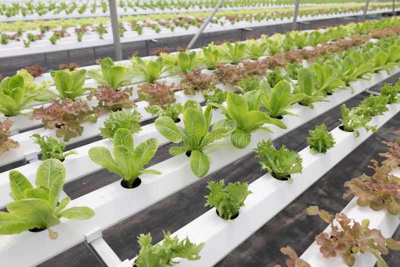 Hydroponic Lettuce Vegetable Growing in Agriculture Farm Stock Image