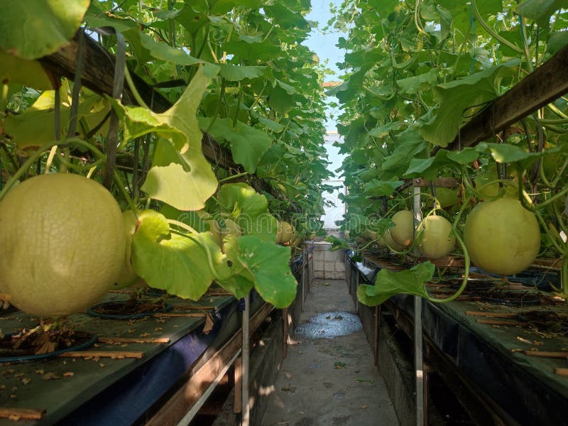 Hydroponic Melon and Watermelon Plants in the Garden Stock Photo