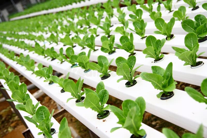 HYDROPONIC PLANTATION