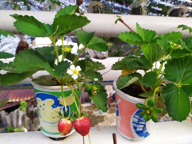 Hydroponic System Strawberry Plant Stock Image Image of strawberry