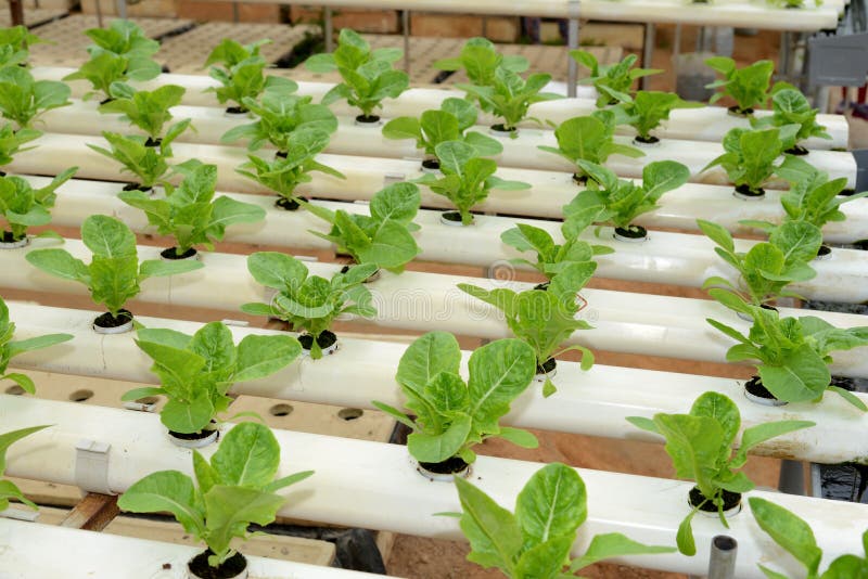 Hydroponic vegetables Farm