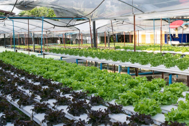 Hydroponic vegetables growing in greenhouse stock photo Hydroponic vegetables growing in greenhouse stock photo