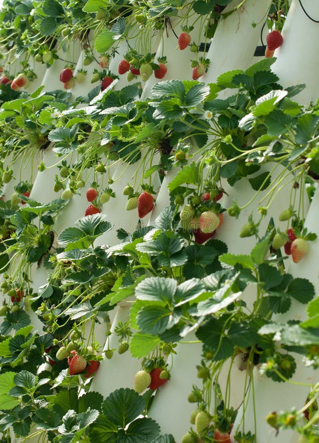 Hydroponically Grown Strawberry Vines Stock Photo Image of
