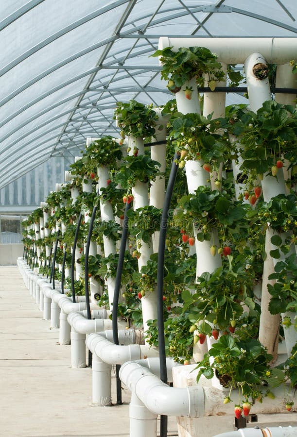 Hydroponically Grown Strawberry Vines Stock Photo Image of flower