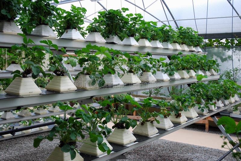 hydroponics στοκ εικόνες με δικαίωμα ελεύθερης χρήσης hydroponics στοκ εικόνες με δικαίωμα ελεύθερης χρήσης