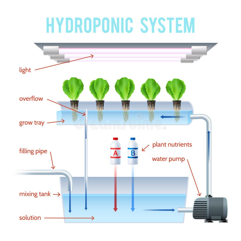 Agriculture Infographic Elements Stock Vector Biology Diagrams