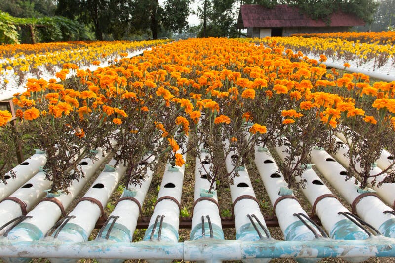 Hydroponics flower farm. stock photo. Image of hydroponics 48294016