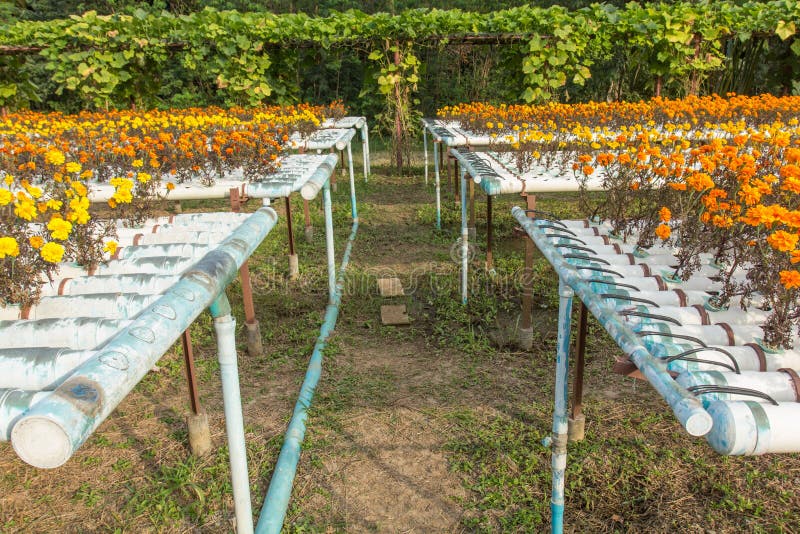 Hydroponics flower farm. stock photo. Image of ground 48294034