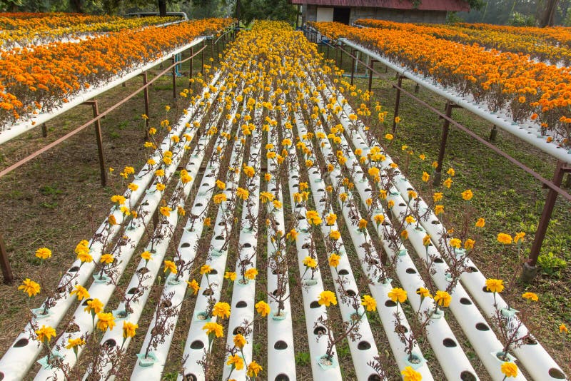 Hydroponics flower farm. stock image. Image of grow, plant 48294069