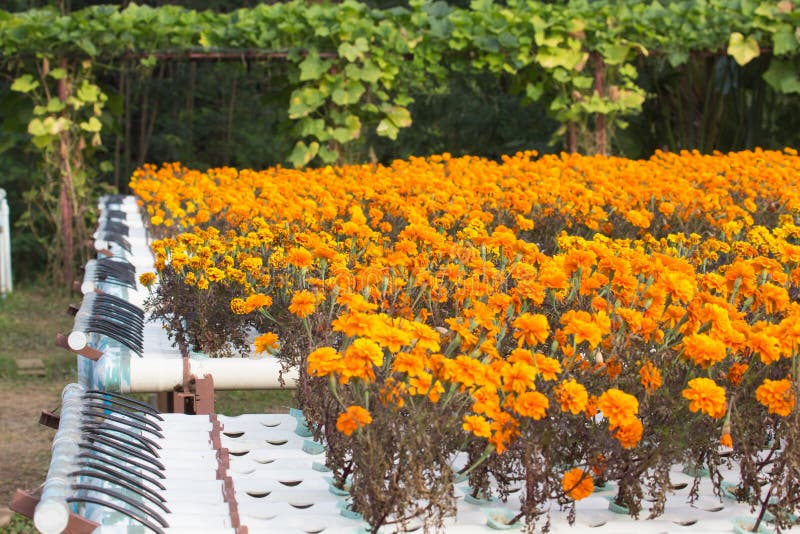 Hydroponics flower farm. stock image. Image of hydroponic 48294297