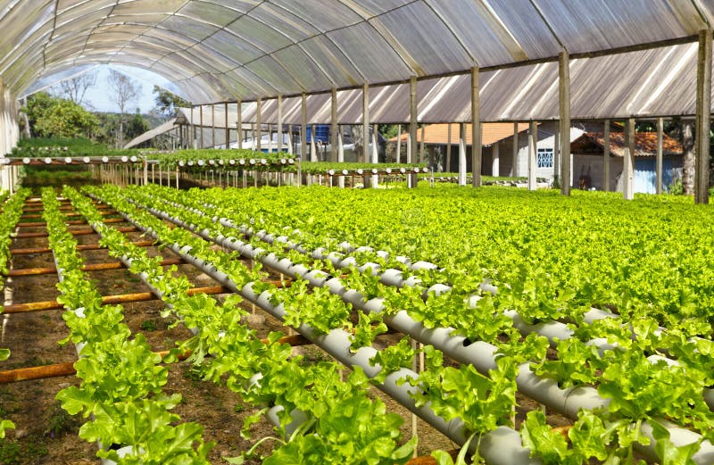 Hydroponics greenhouse stock image. Image of cultivate 60157945