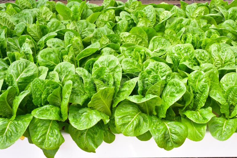 Hydroponics Method of Growing Plants Using Mineral Nutrient Solutions