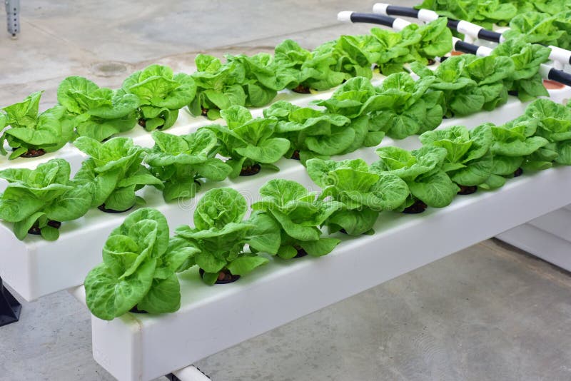 Hydroponics Method of Growing Plants Lettuce Stock Photo Image of delicious, fresh 288082618