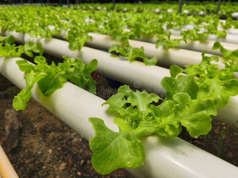 Hydroponics stock image. Image of harvest, lettuce, hydroponic 229604305