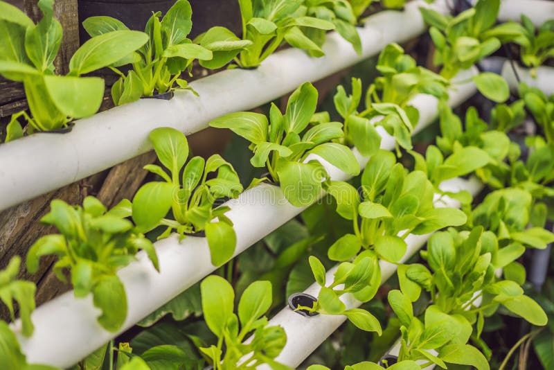 Hydroponics,Organic fresh harvested vegetables,Farmers looking fresh vegetables. Farmers working with organic hydroponic