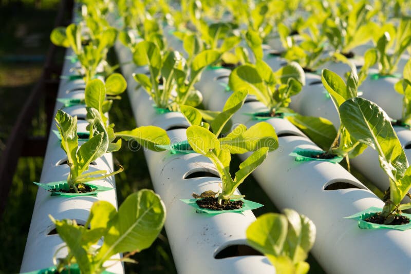 The Hydroponics Organic Hydroponic Vegetable In Cultivation Farm Stock Image - Image of health, freshness: 109034233