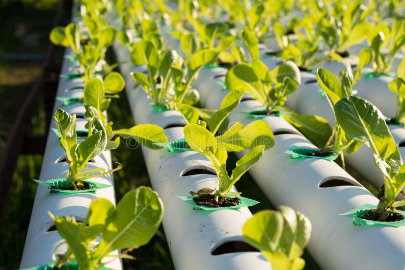 The Hydroponics Organic Hydroponic Vegetable In Cultivation Farm Stock  Image - Image of health, freshness: 109034233