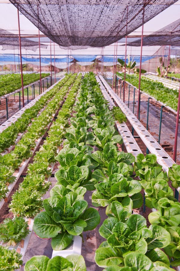 Hydroponics vegetable