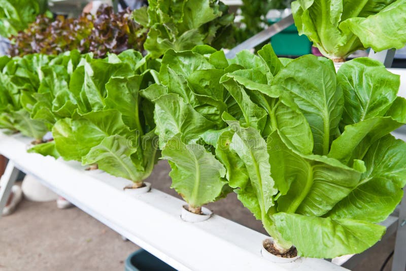 Hydroponics vegetable stock photo. Image of lettuce, salad 25210294